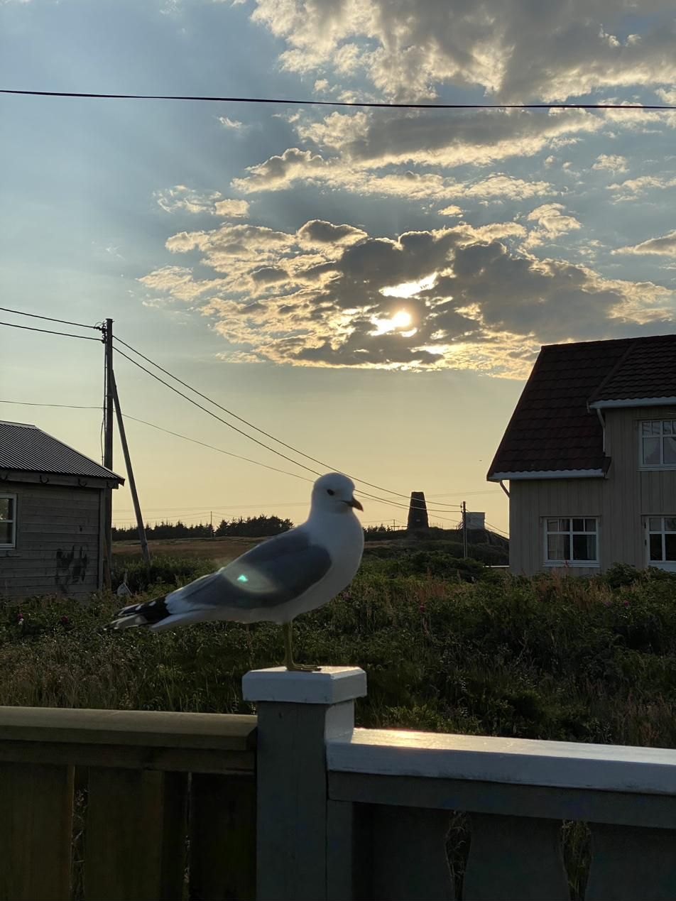 Måke på verandaen